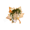 Transparent Card(11cm) / 四季系列 / Hei Yan Jing
