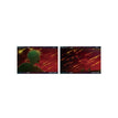 Postcard Set (2 postcards) / 148*100mm / Red-A